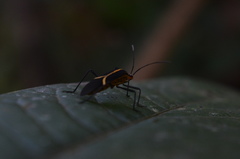 Hypselonotus linea