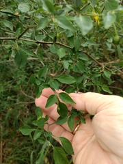 Capsicum annuum glabriusculum