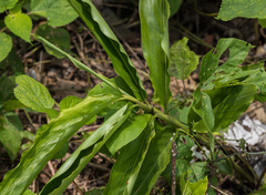 Alpinia hainanensis