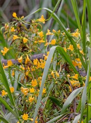 Diplacus longiflorus