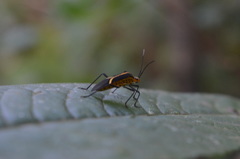 Hypselonotus linea