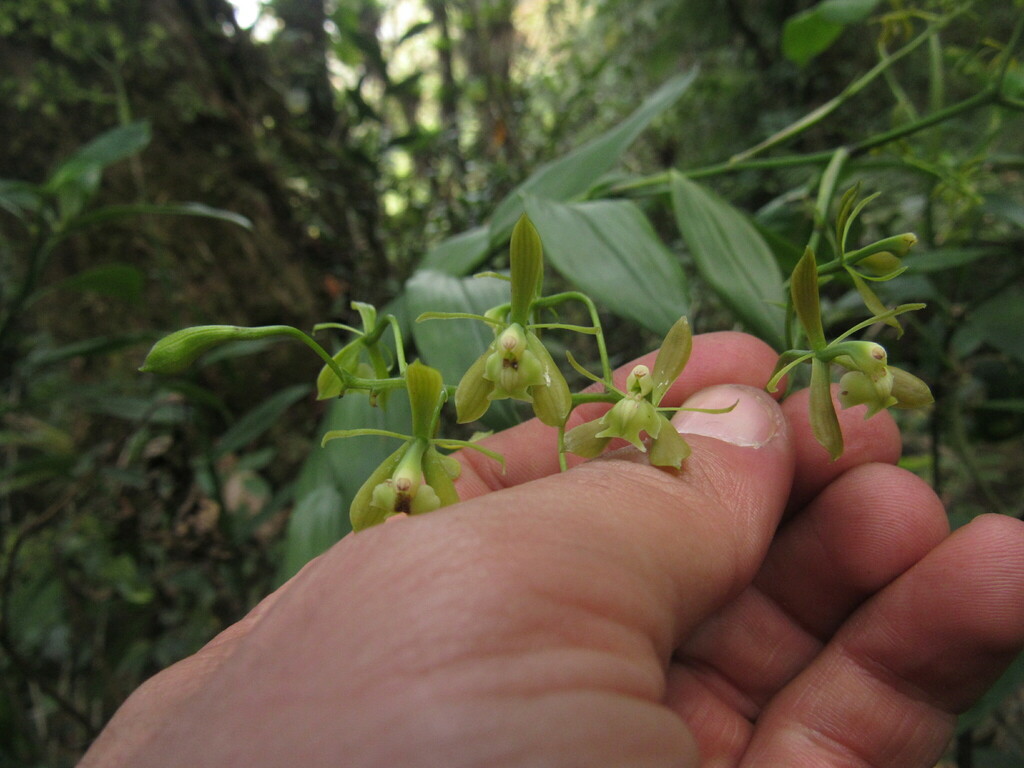 Epidendrum mamapachae Hágsater, F.O.Espinosa & E.Santiago