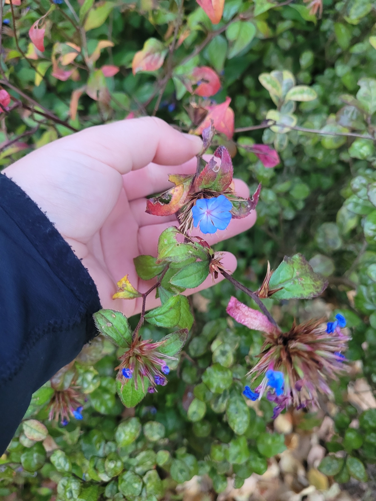 Chinese-Plumbago (Ceratostigma willmottianum)