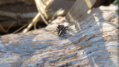 Evarcha denticulata