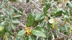 Quercus agrifolia oxyadenia