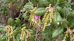 Quercus agrifolia oxyadenia