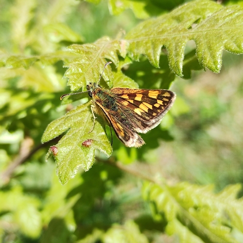 Chequered Skipper