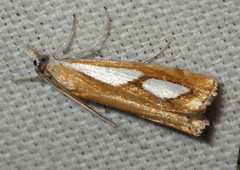 Catoptria pinella