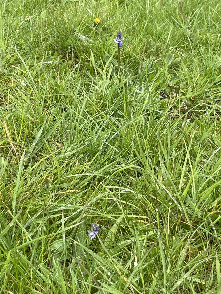 Bluebells from Burntwood, UK on April