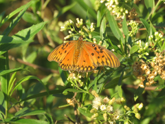 Dione vanillae maculosa