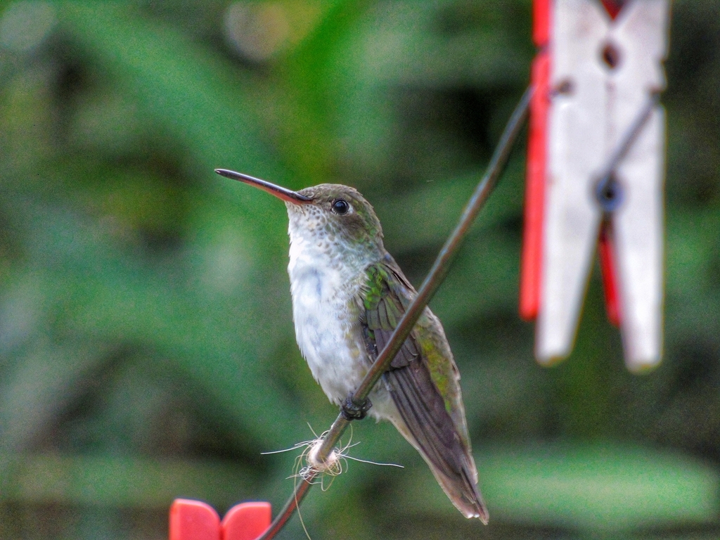 White-bellied Hummingbird