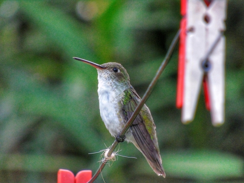 White-bellied Hummingbird