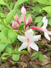 Rhododendron prinophyllum