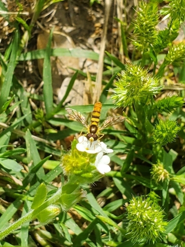Tufted Globetail photo 4