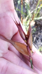 Willdenowia glomerata