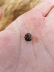 Littorinimorpha