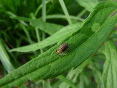 Ophraella sexvittata