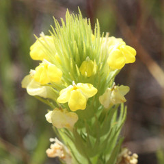 Pedicularideae