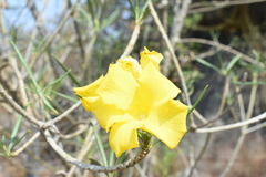 Cascabela thevetioides