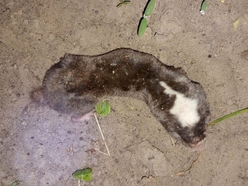 Micklem's Mole-rat (Fukomys micklemi) — Data Deficient Mammalia