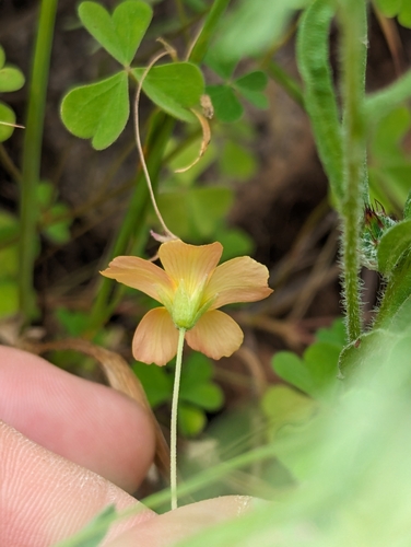 Image of Oxalis californica by (c) Bryce Johnson, some rights reserved (CC BY)