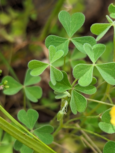 Image of Oxalis californica by (c) Bryce Johnson, some rights reserved (CC BY)