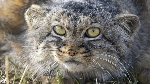 Pallas' Cat