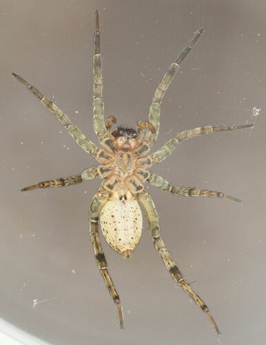 Wetland Giant Wolf Spider