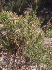 Baccharis boliviensis