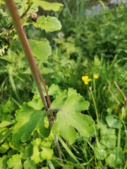Aquilegia vulgaris