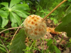 Callirhytis seminator