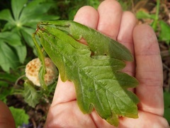 Callirhytis seminator
