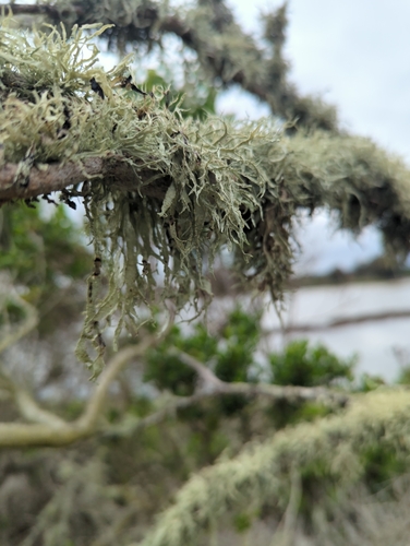 iNaturalist observation photo of bushy lichens