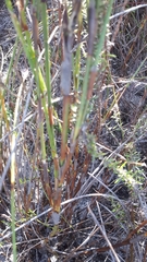 Willdenowia glomerata