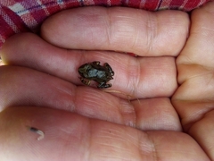 Pleurodema cinereum