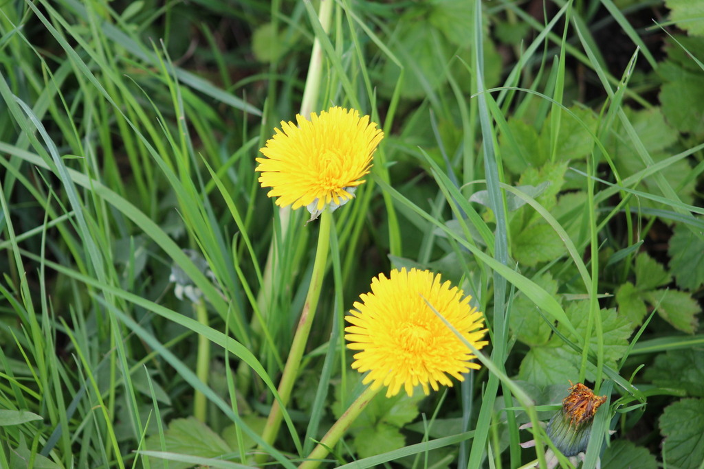 Common Dandelion From Manchester, Uk On April 24, 2024 At 11:10 Am By 