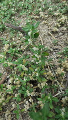 Alternanthera paronychioides