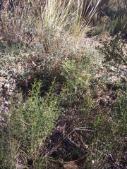 Baccharis boliviensis