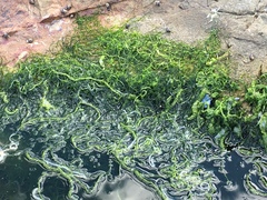 Ulva rigida