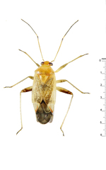 Diomocoris