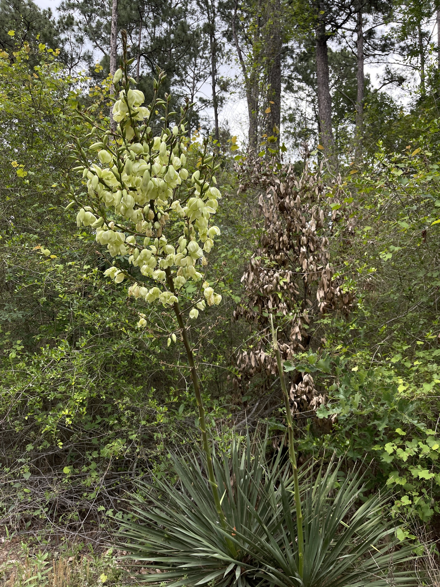 Yucca louisianensis Trel. 2