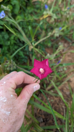 Image of Callirhoe papaver by no rights reserved