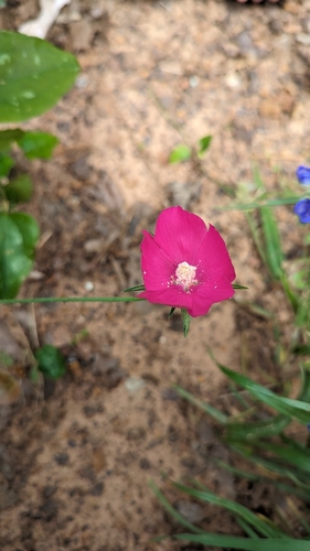 Image of Callirhoe papaver by no rights reserved