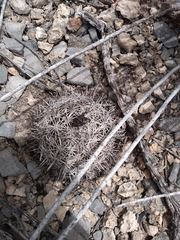 Coryphantha delicata