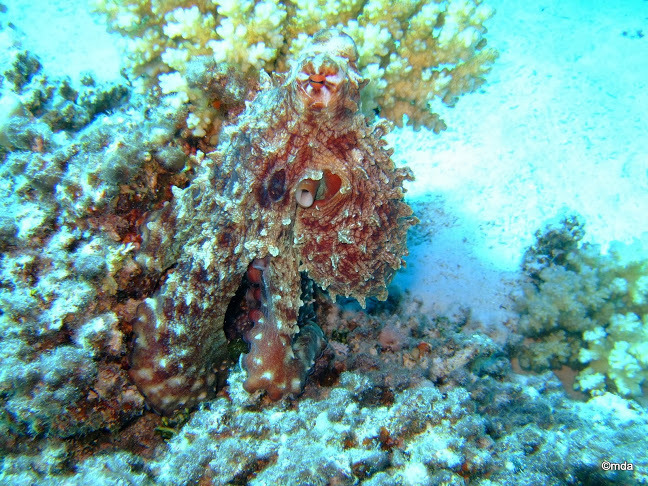 Si l'image tarde � s'afficher, cliquez sur le lien