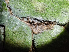 Chamberlinius hualienensis