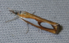 Catoptria pinella