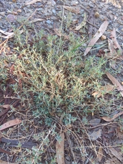 Atriplex rosea