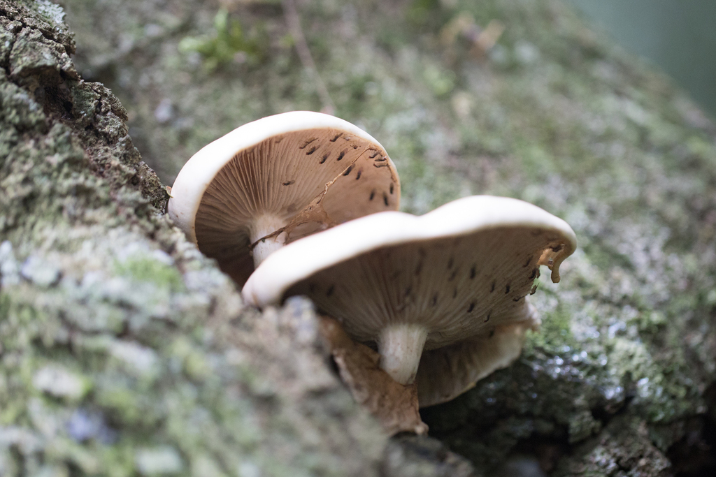 Cyclocybe cylindracea · April 2024 · photo: © ftsautter (iNaturalist, cc0)