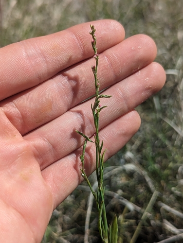Polygonum argyrocoleon iNat (3)